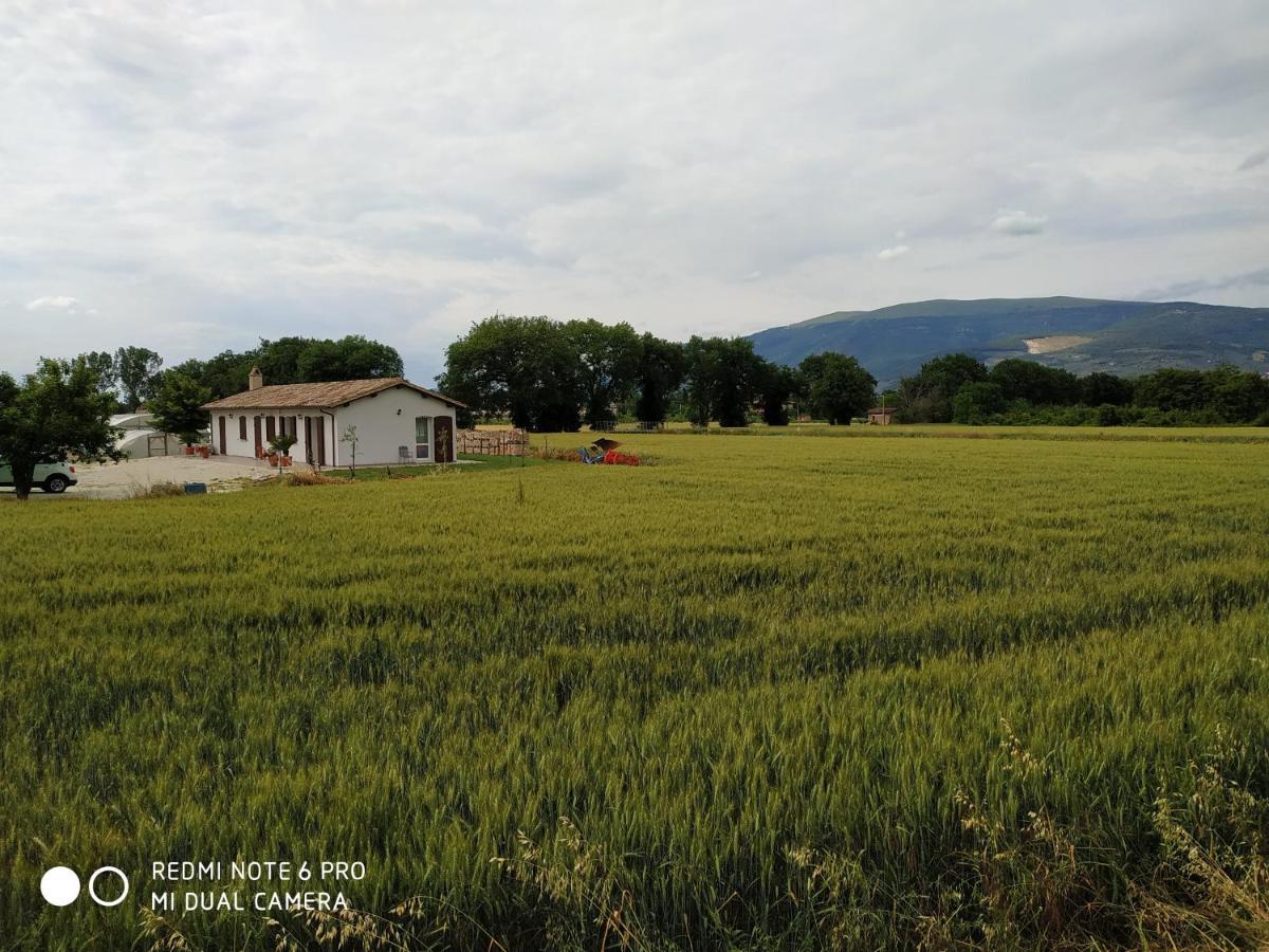 Agriturismo " Le Serre" Spello Eksteriør billede
